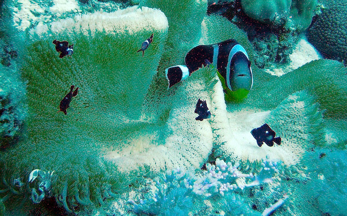 Amphiprion chrysogaster