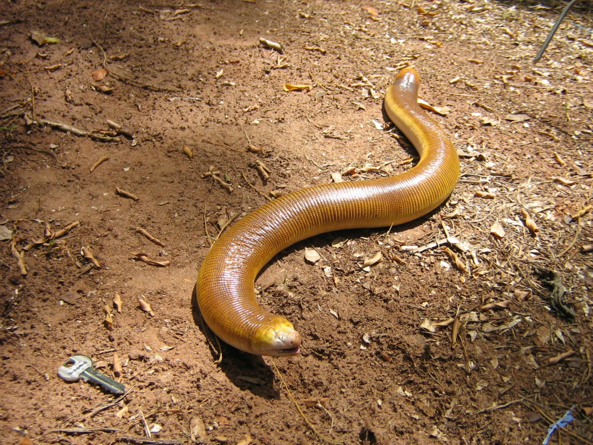 Amphisbaena