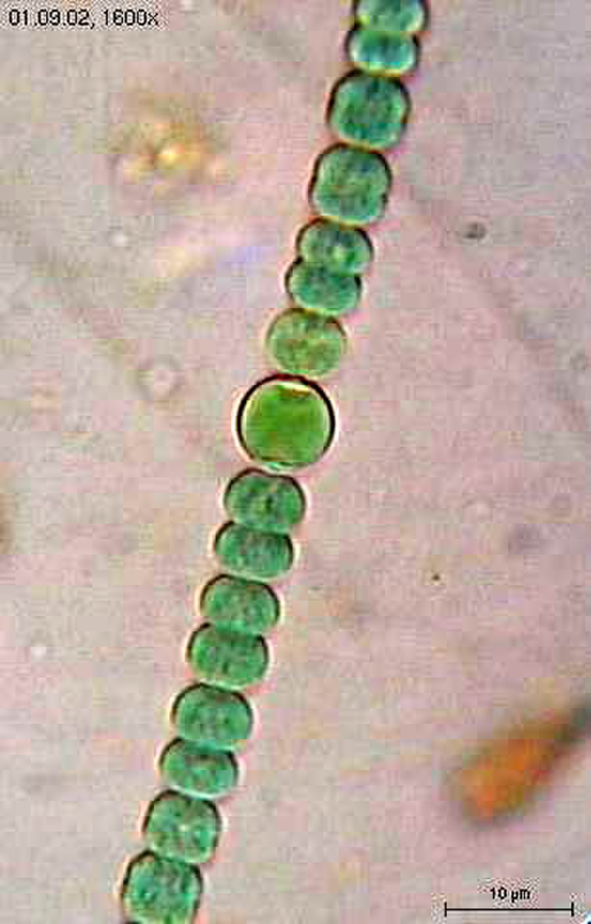 Eubacteria