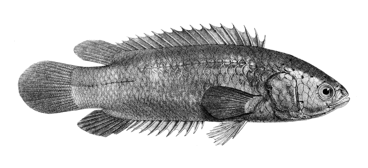 Anabas