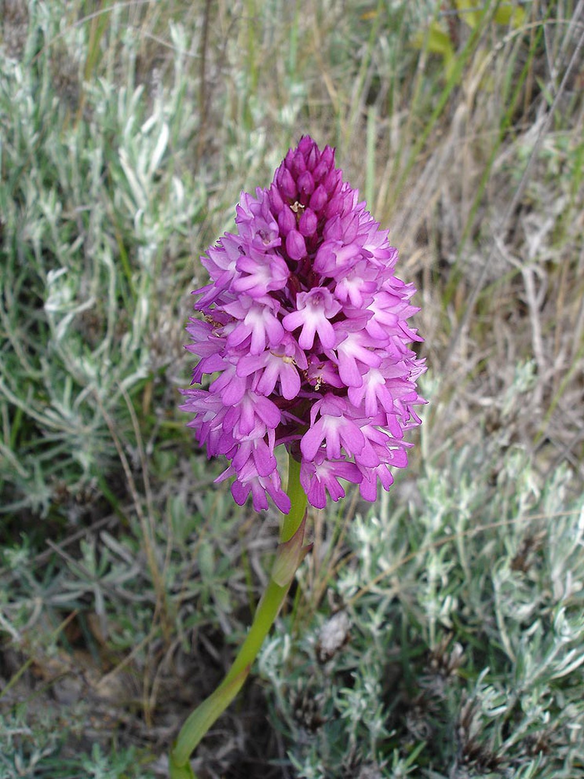 Anacamptis