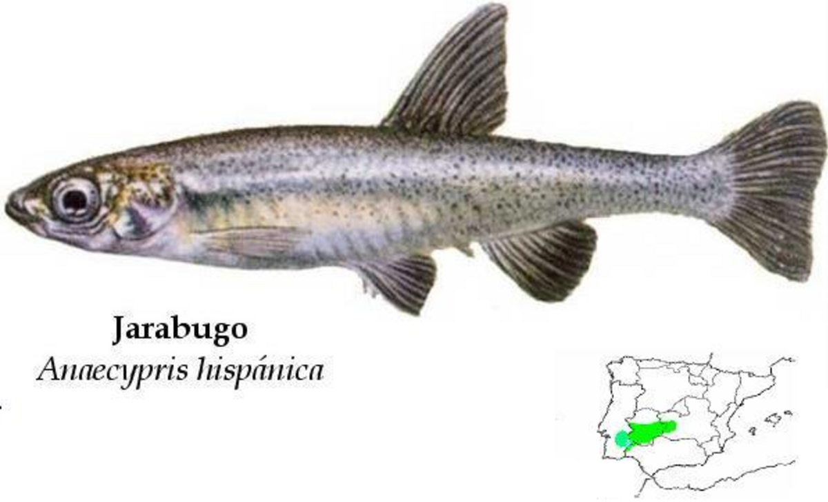 Anaecypris hispanica