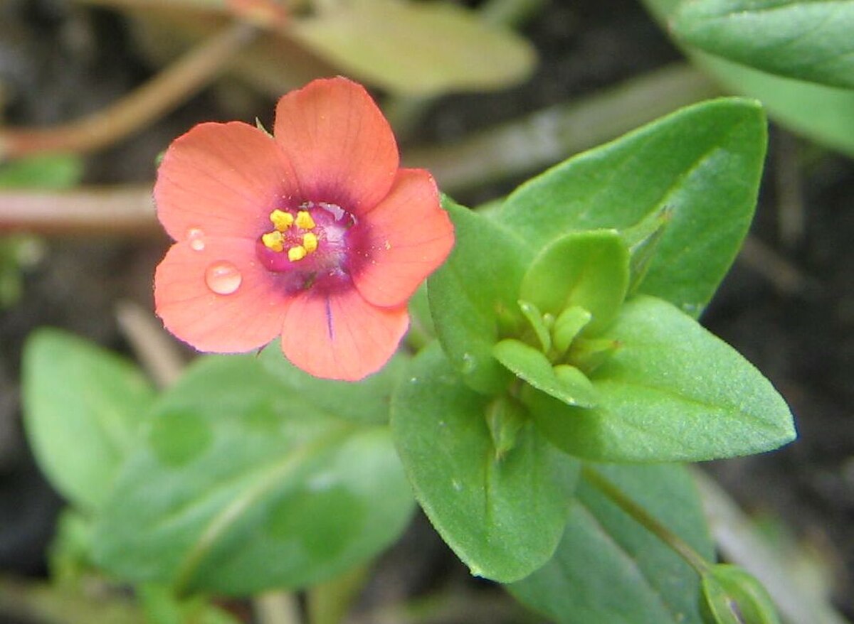 Anagallis arvensis (2005 07 07).jpg