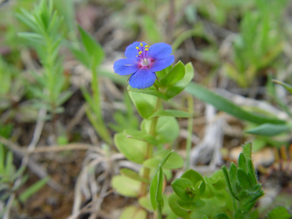 Anagallis