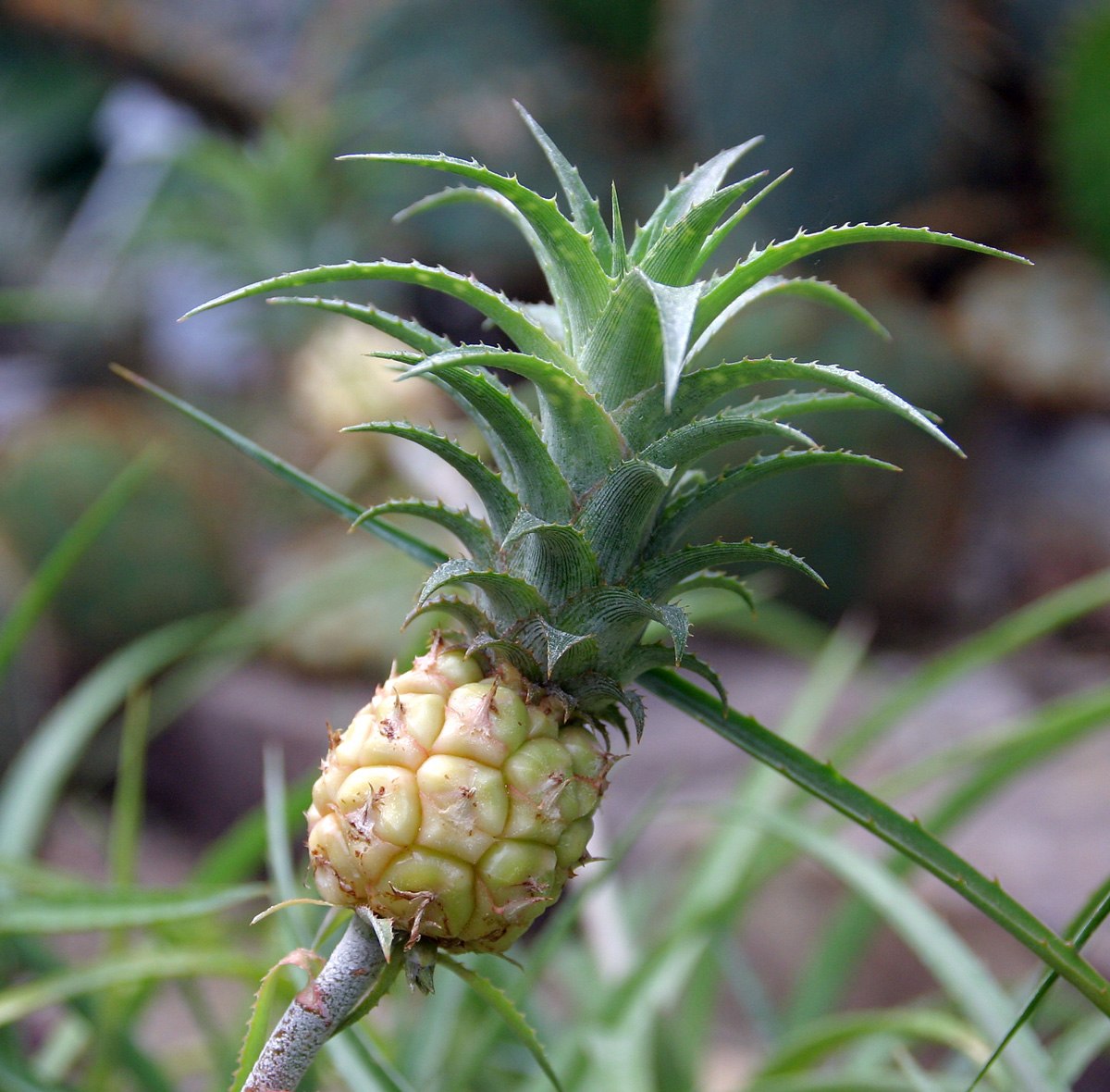 Phyllotaxie