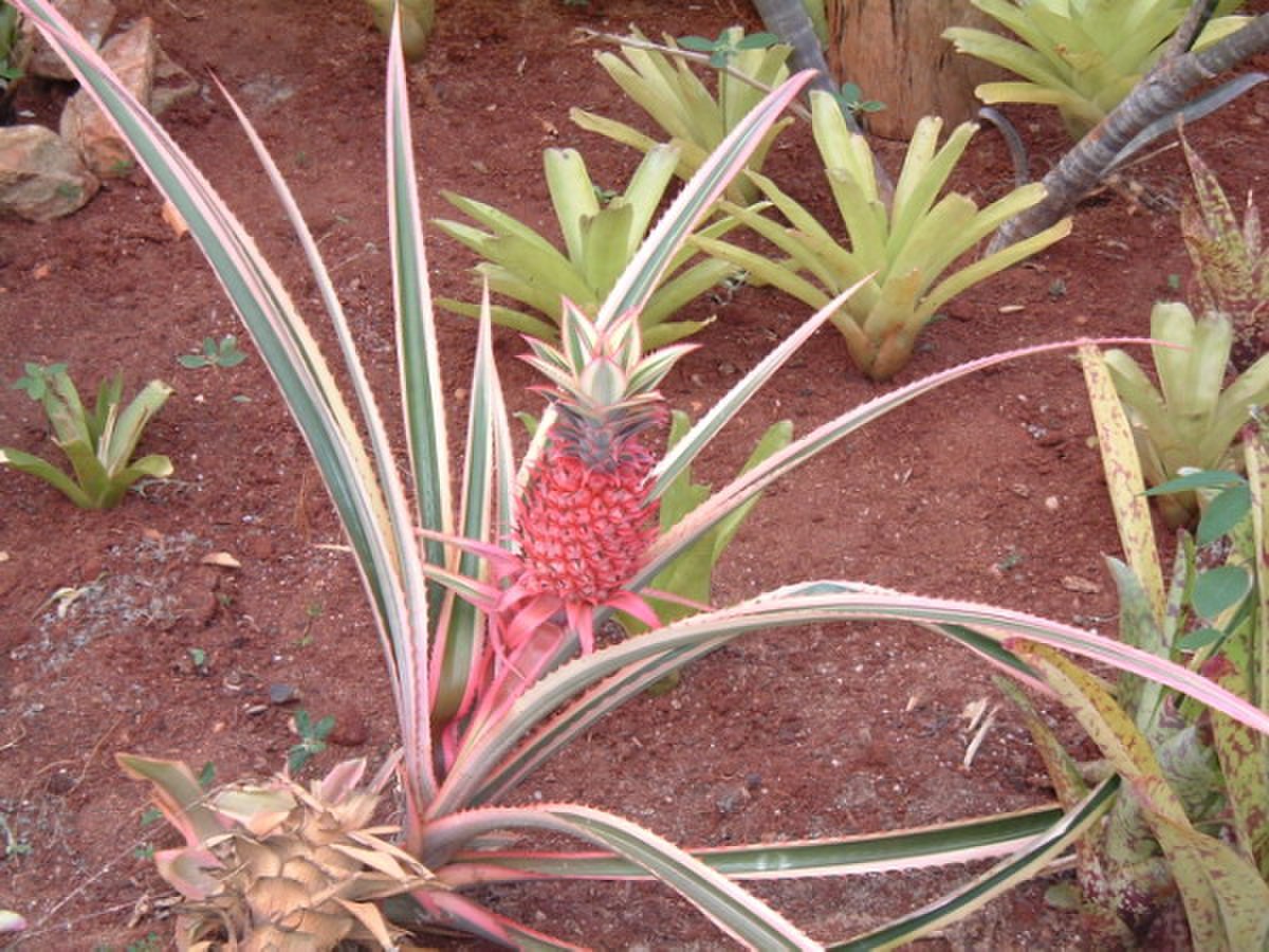 Ananas (genre)