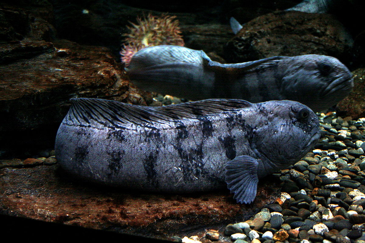 Anarhichas lupus