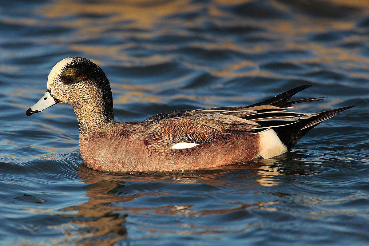 Canard d'Amérique