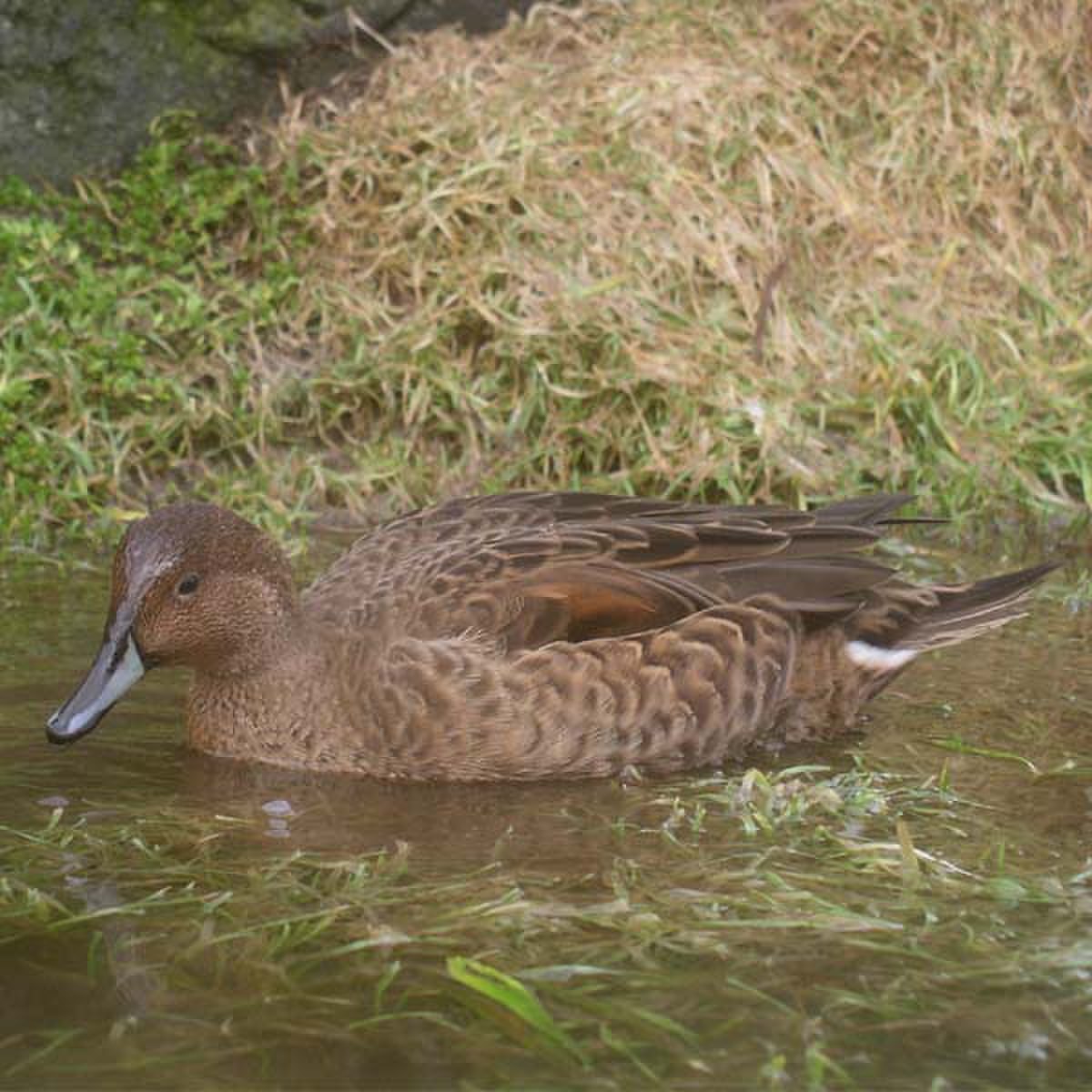 Canard d'Eaton