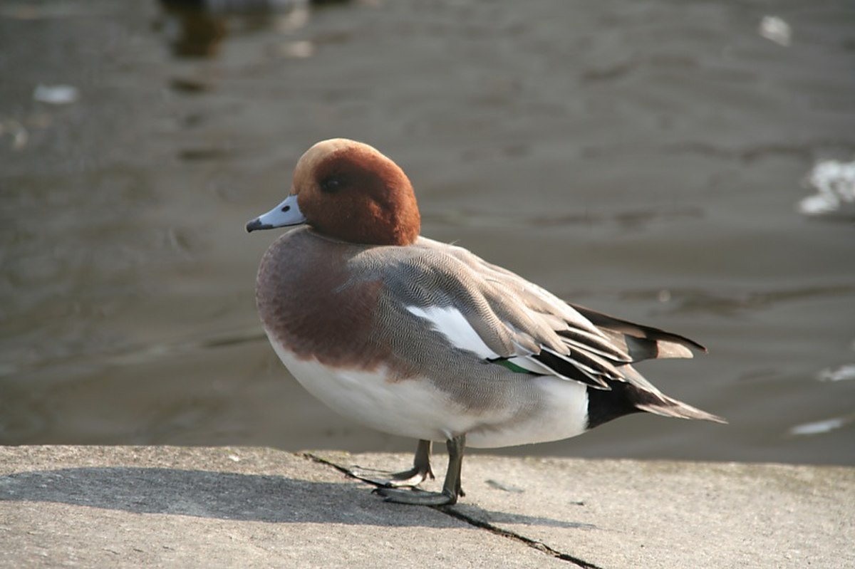 Canard siffleur