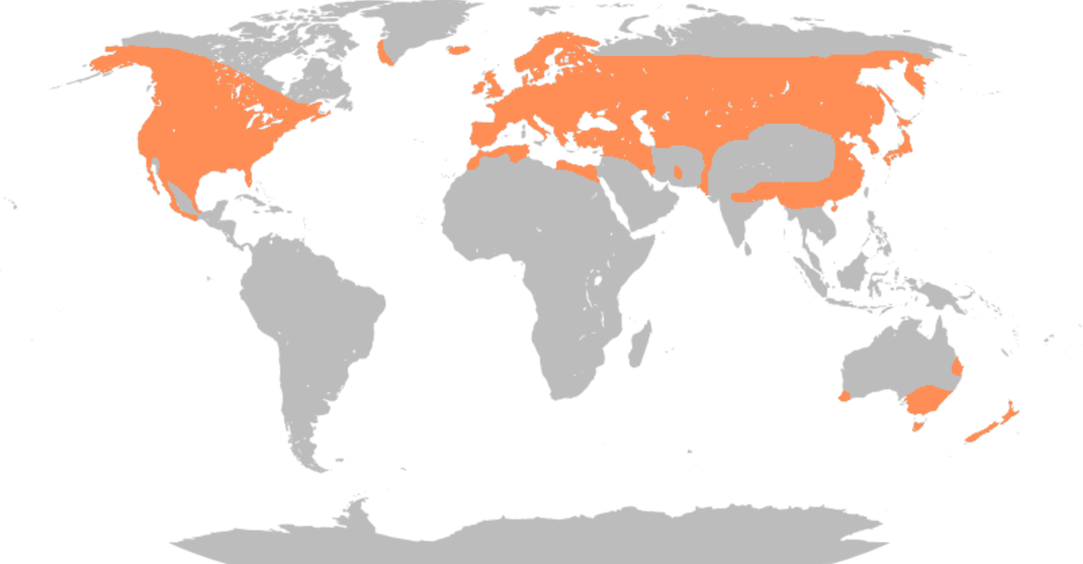 Anas platyrhynchos distribution map.png
