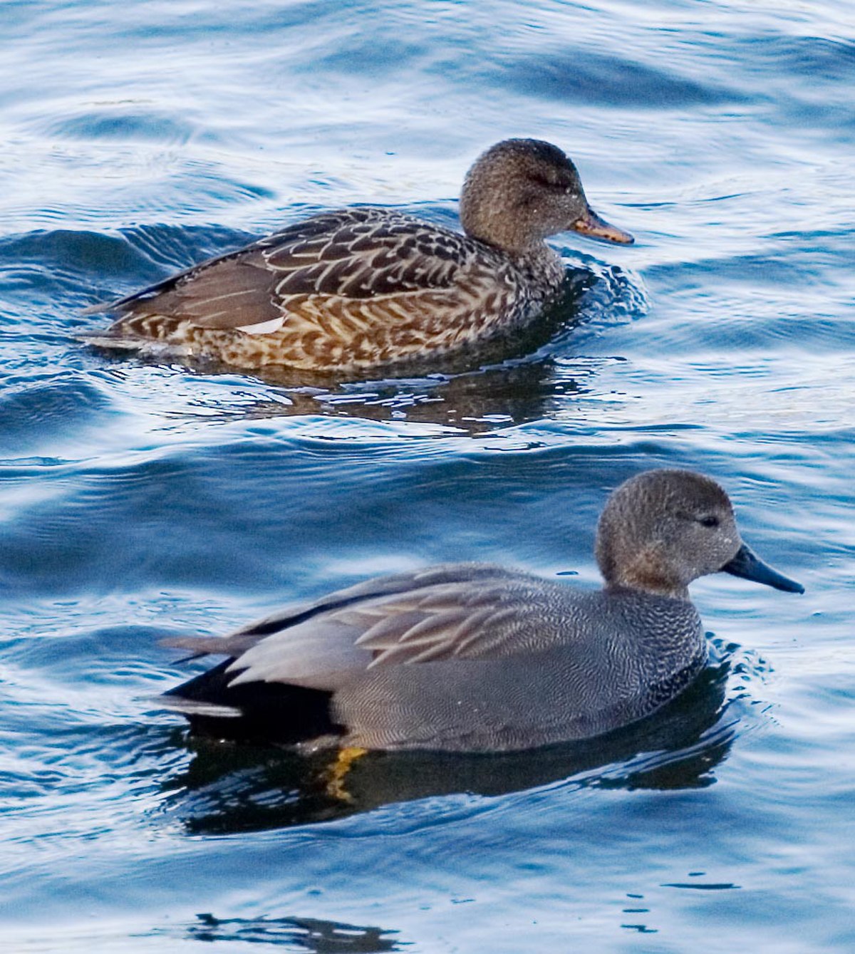 Canard chipeau