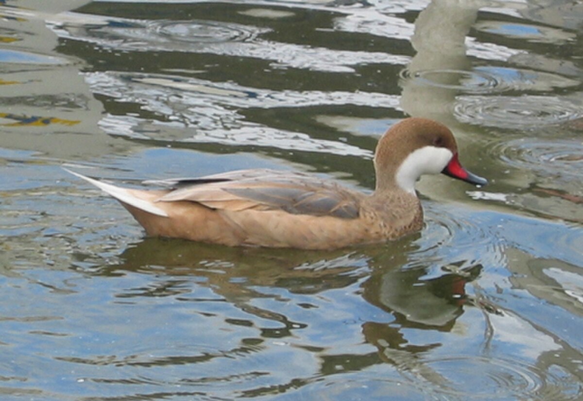 Canard des Bahamas