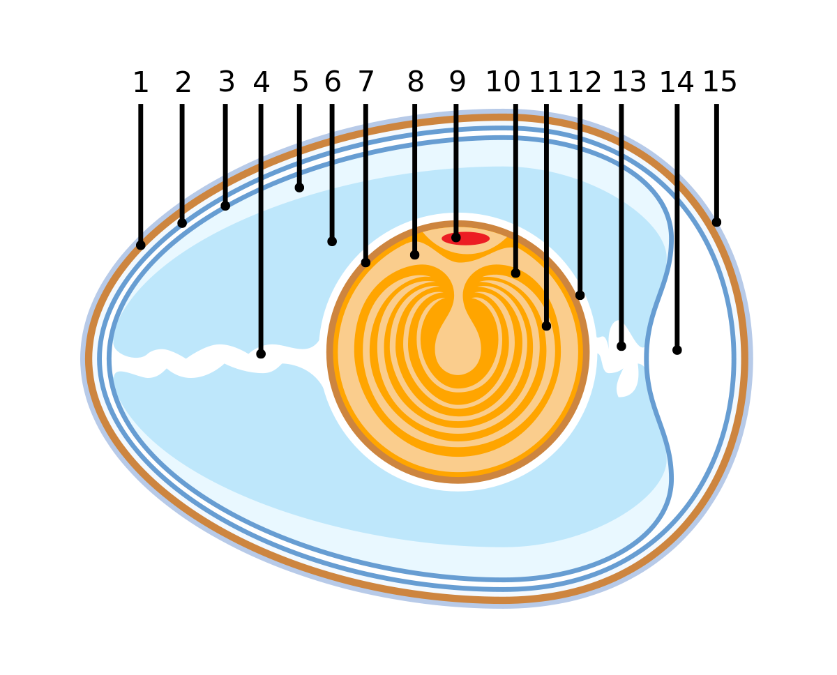 Anatomy of an amiotic egg.svg