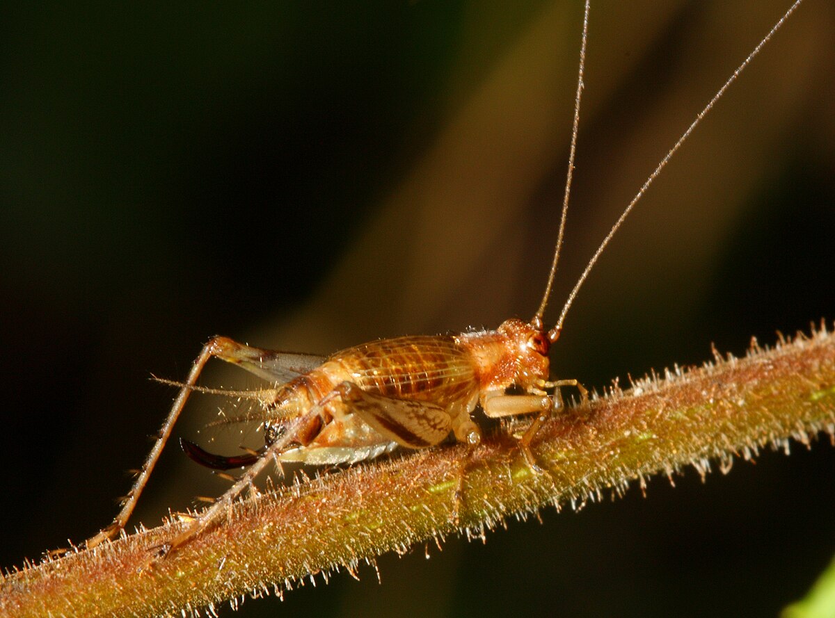 Trigonidiinae