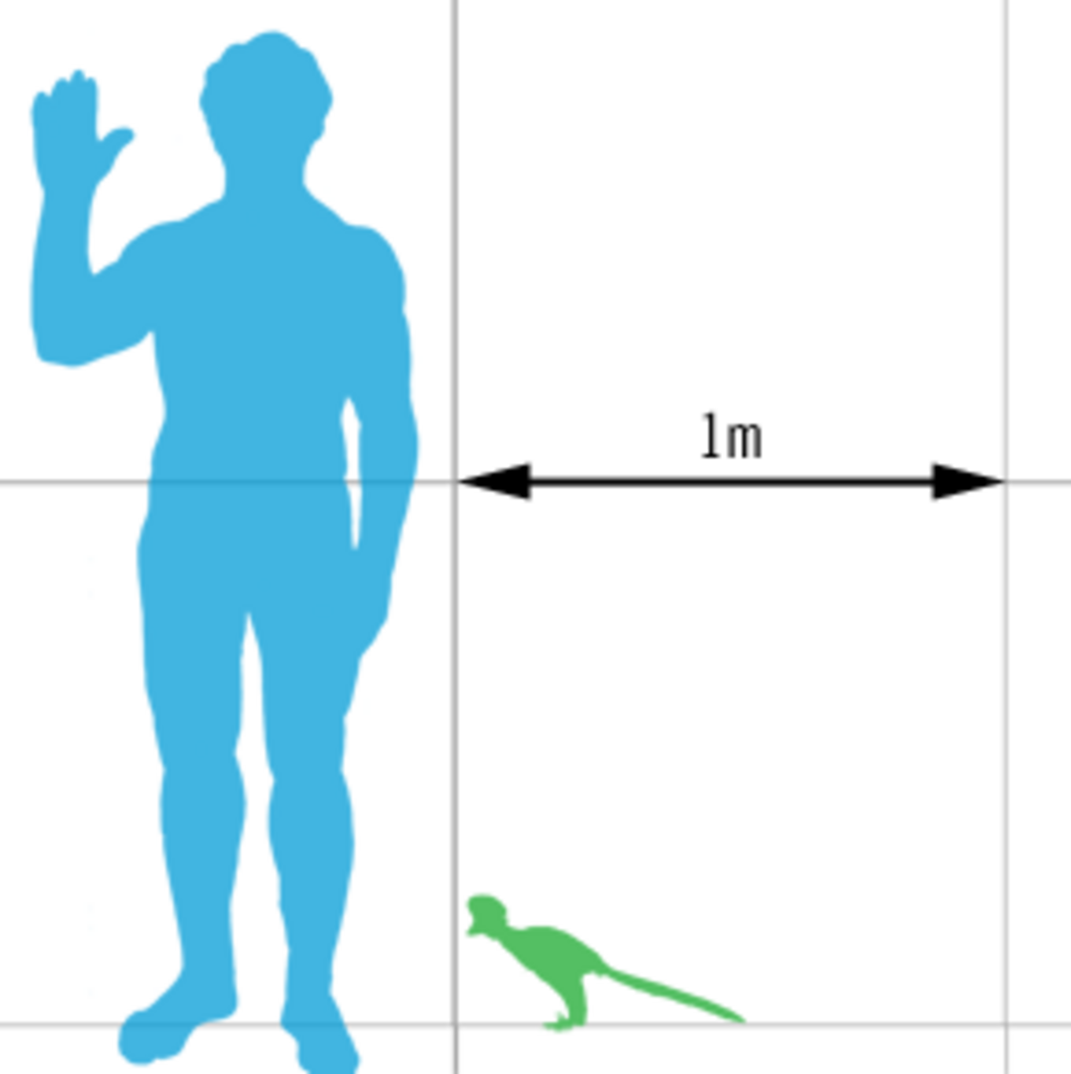 Anchiornis scale mmartyniuk.png