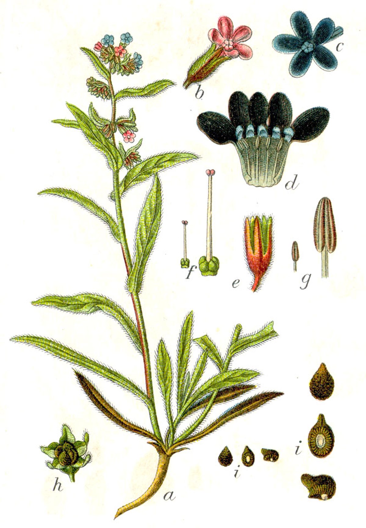 Buglosse officinale
