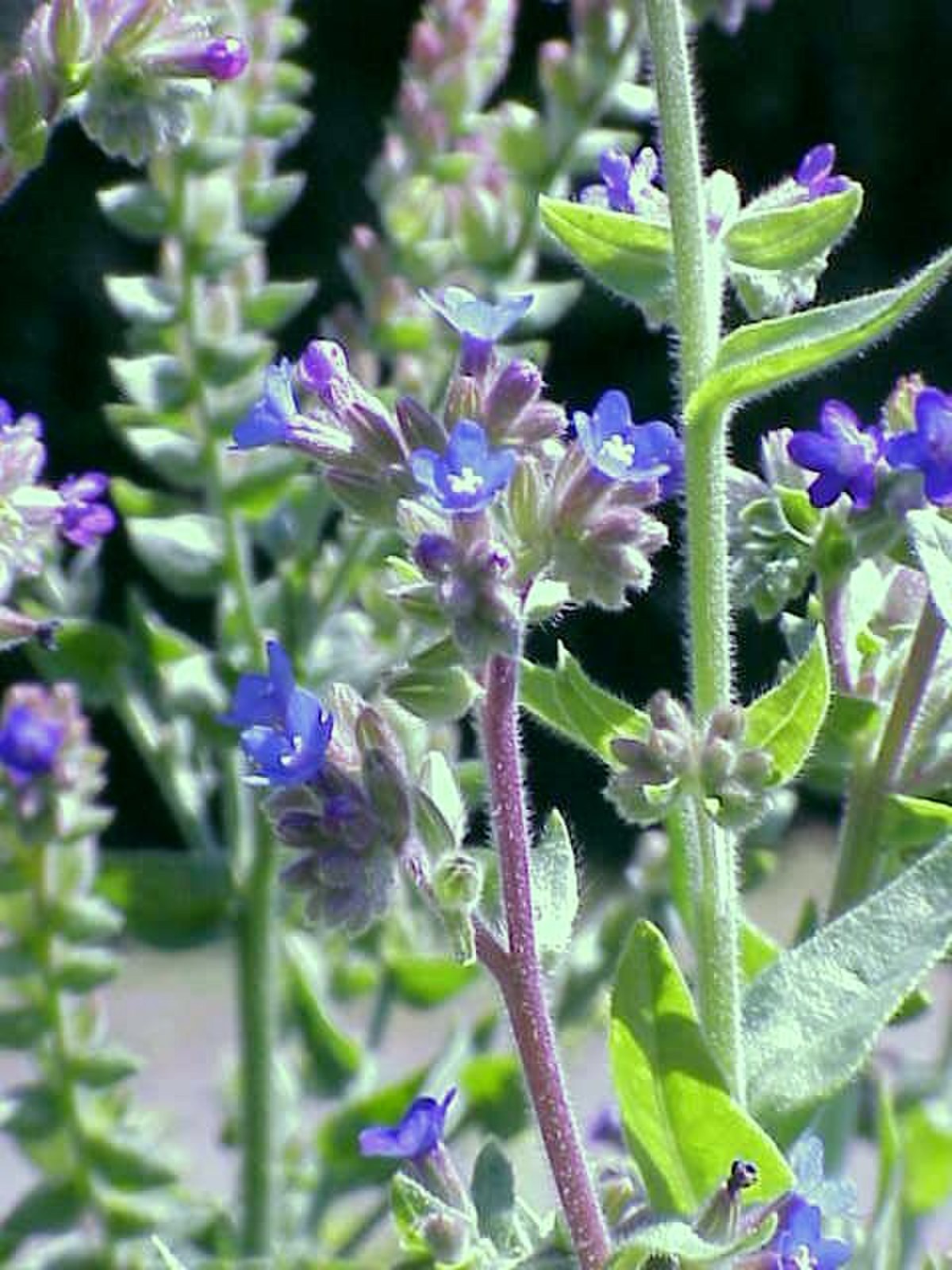 Anchusa