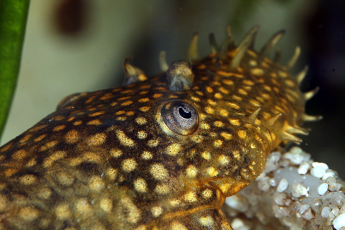 Ancistrus