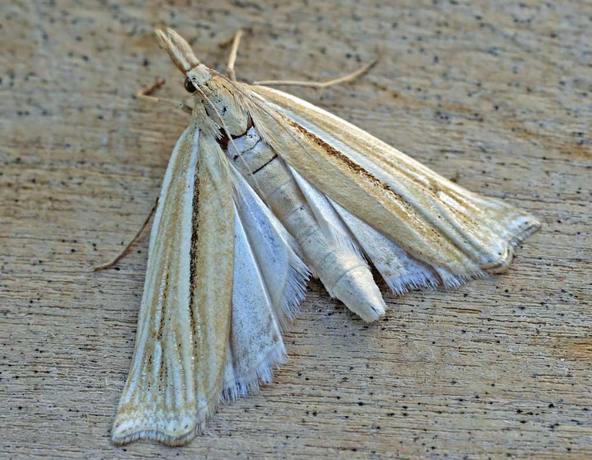 Crambidae