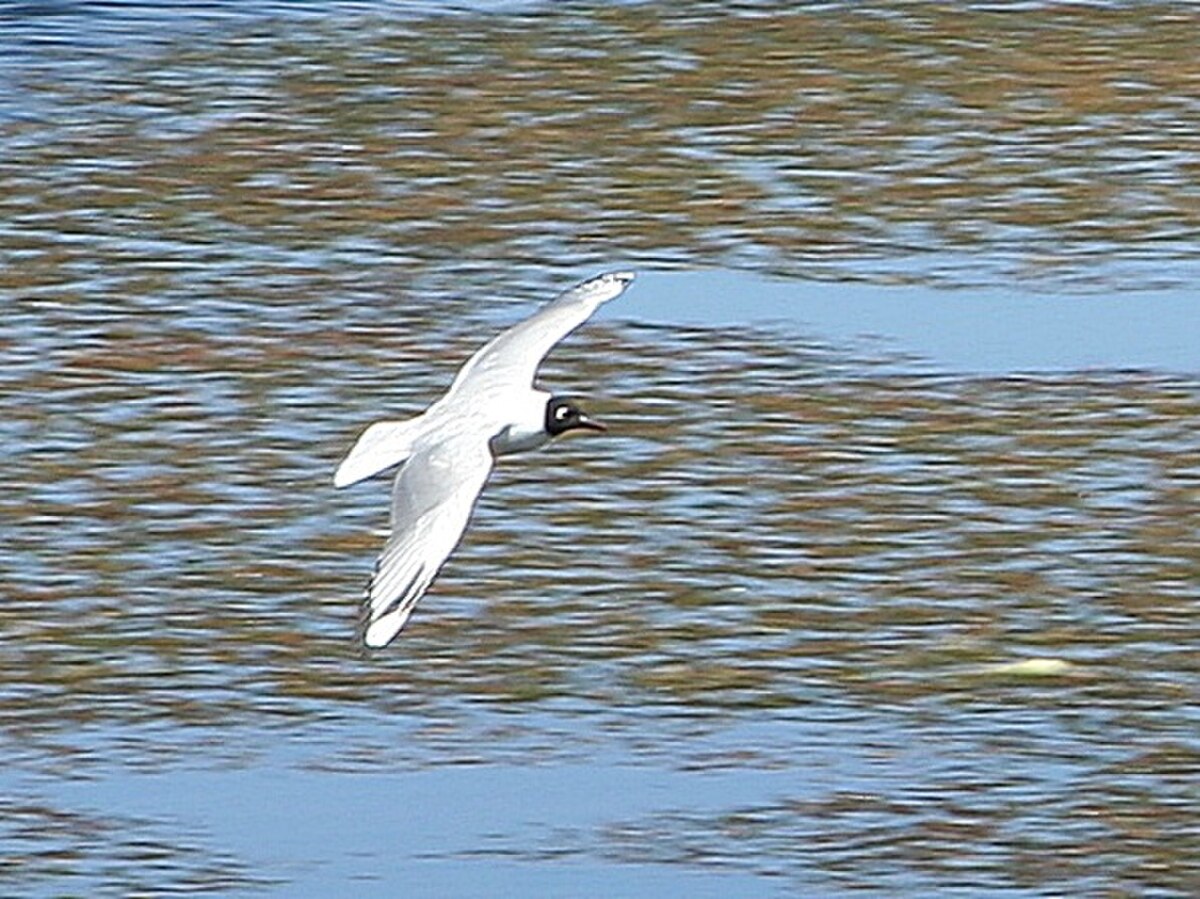 Mouette des Andes