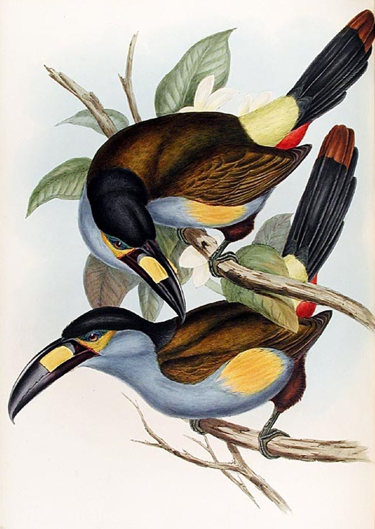 Andigena
