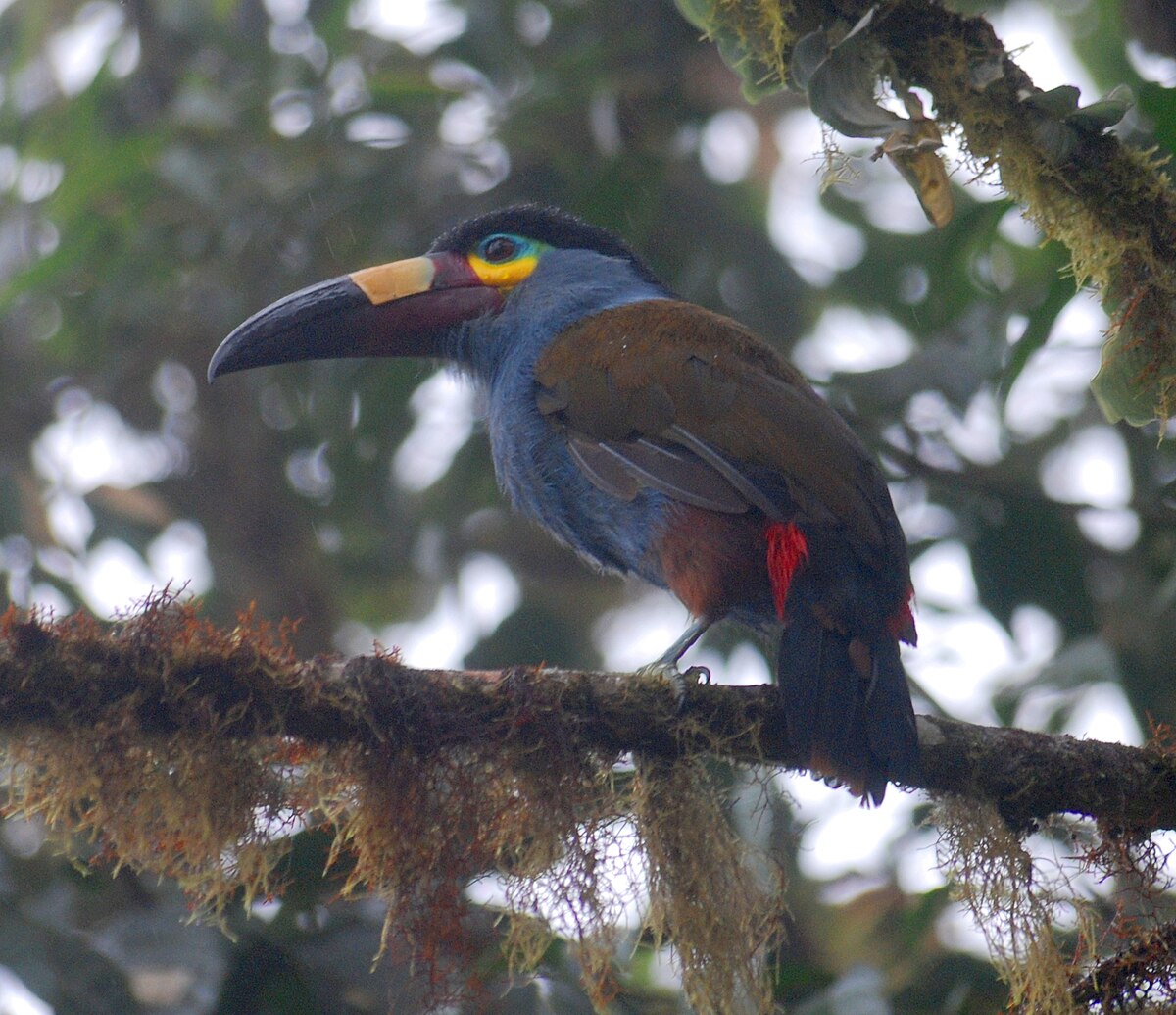 Toucan montagnard