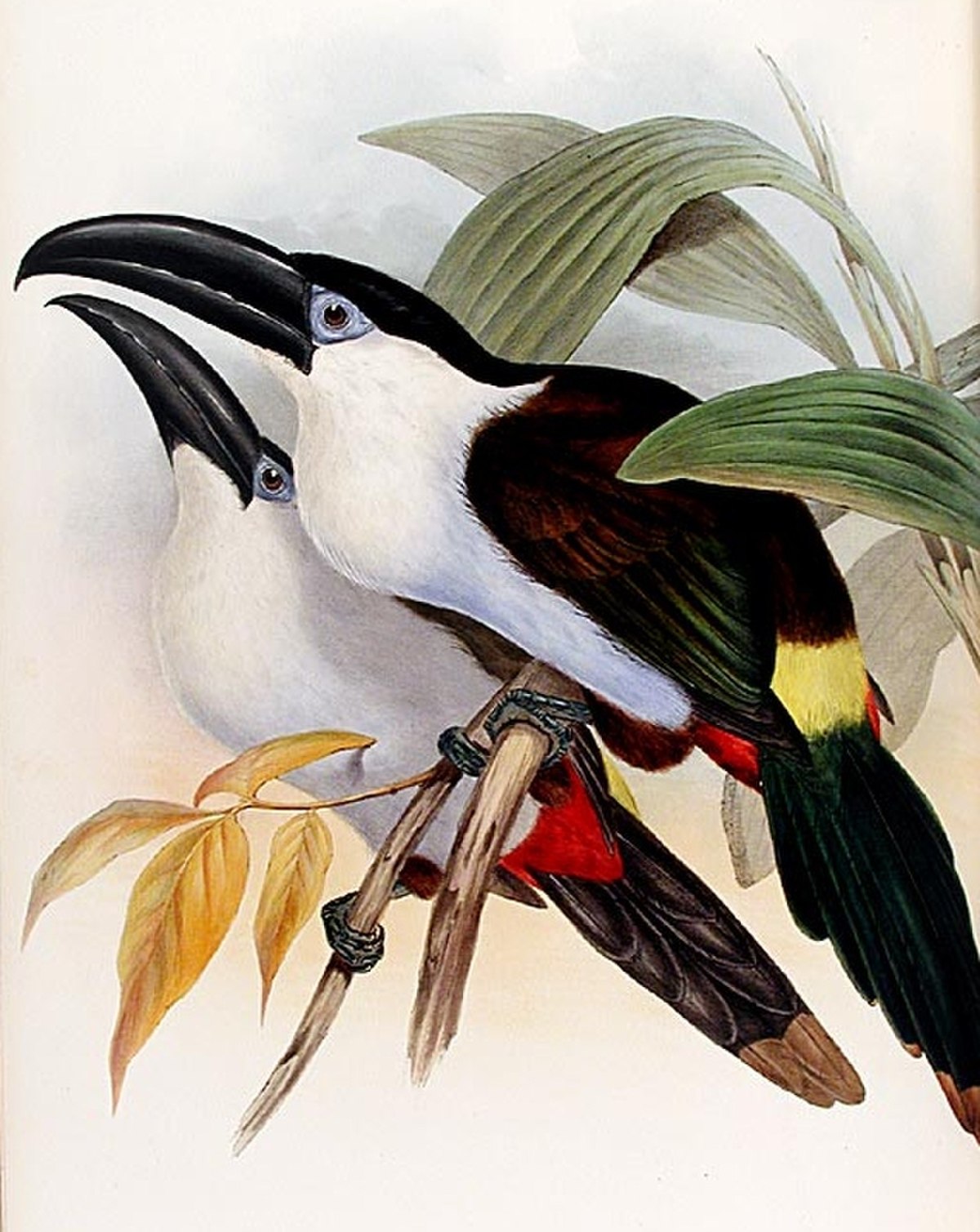 Toucan à bec noir