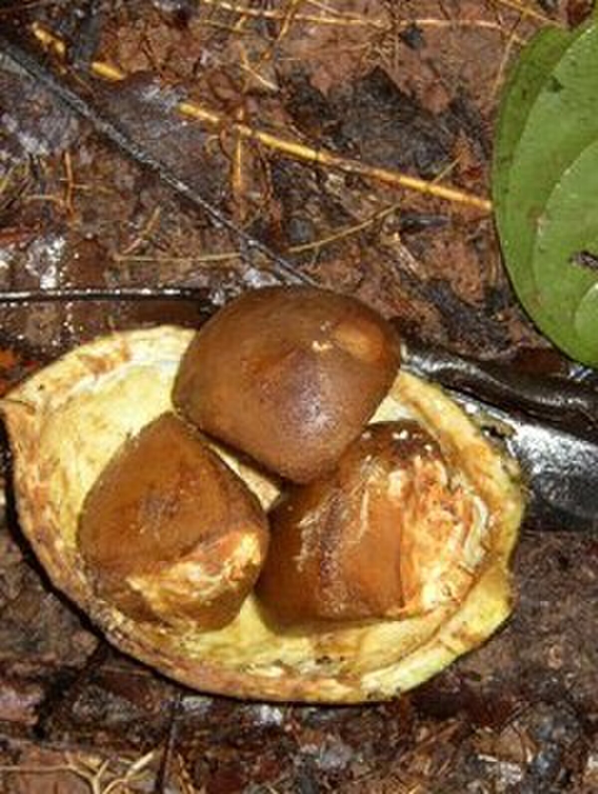 Carapa
