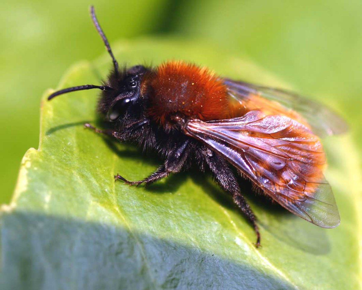 Andrenidae