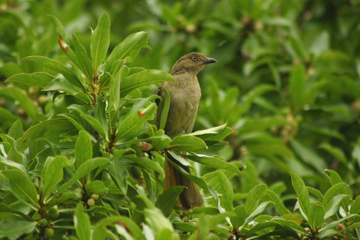 Bulbul importun