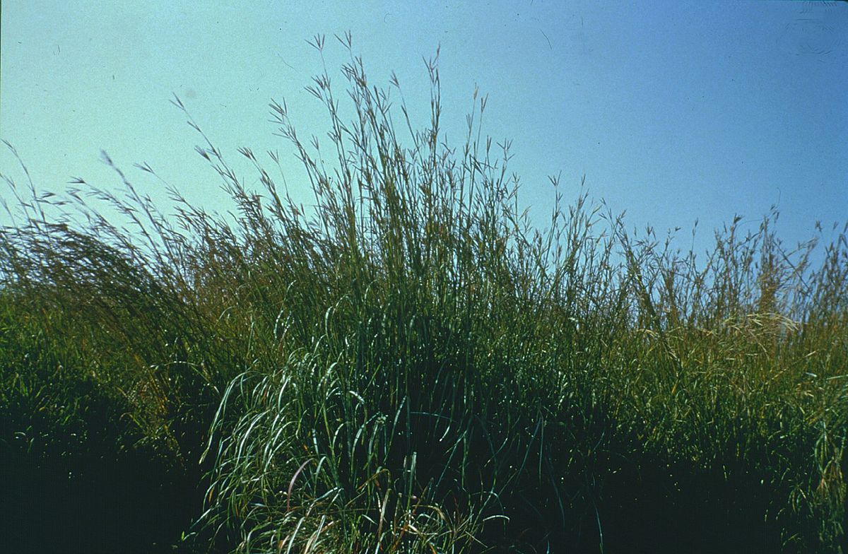 Andropogon