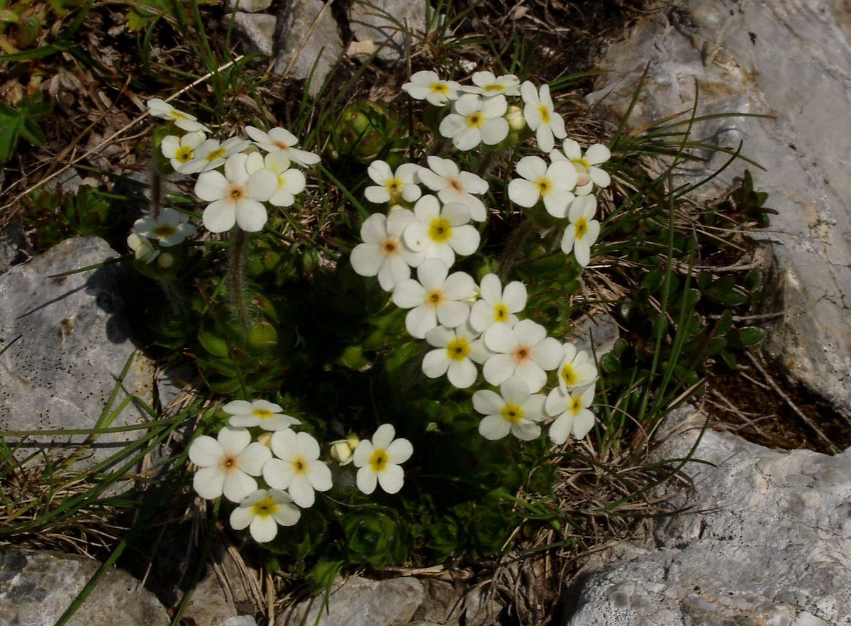 Androsace petit jasmin