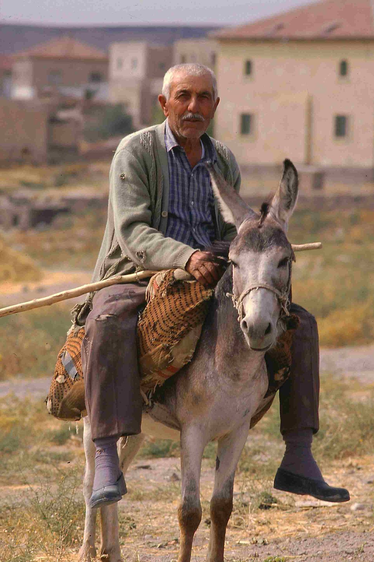 Equus asinus
