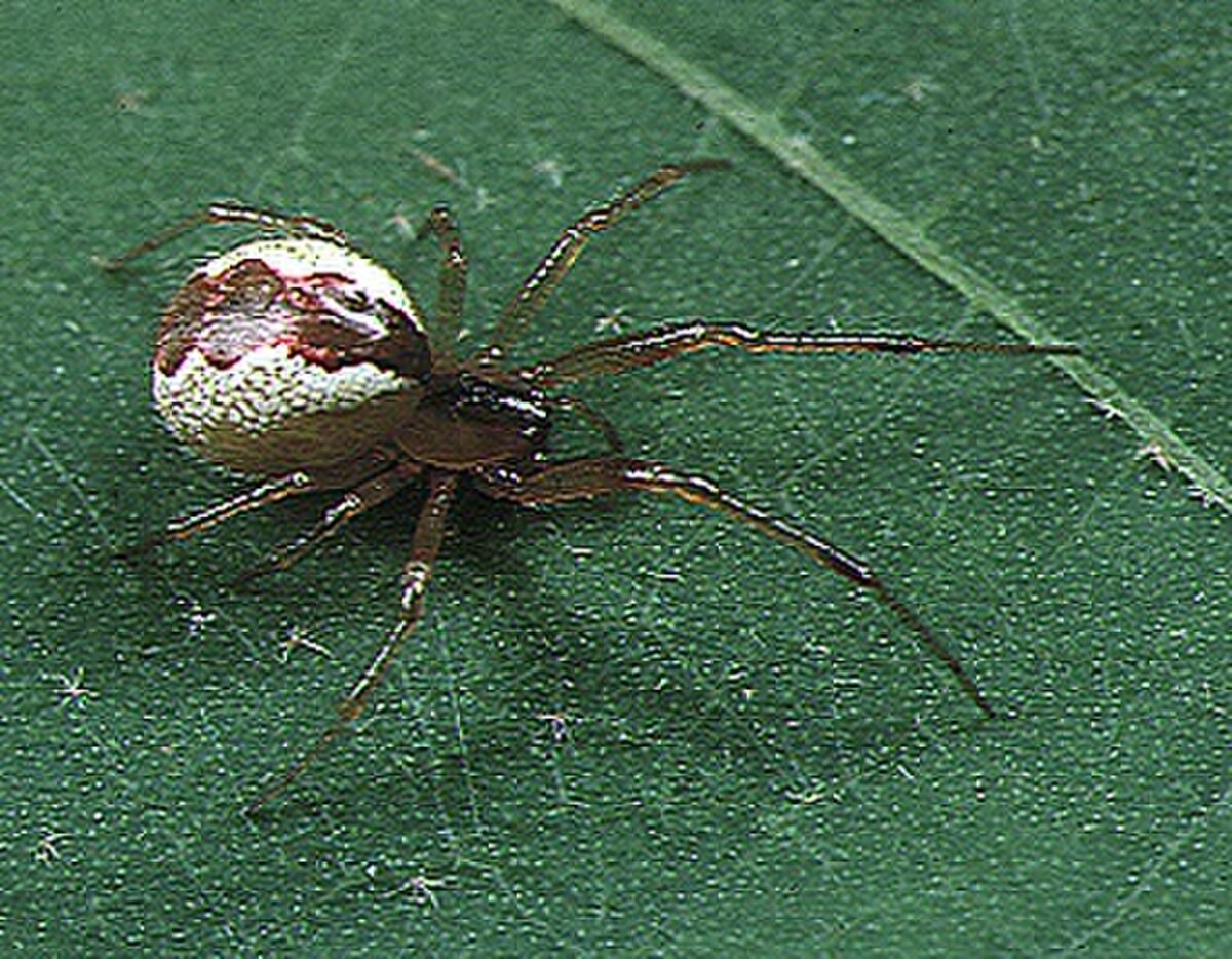 Anelosimus