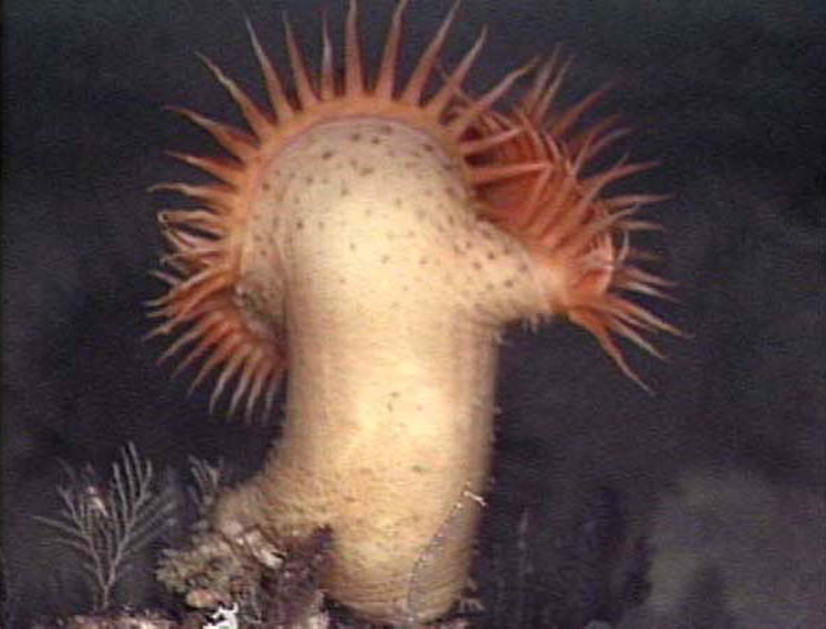 Anemone 600.jpg