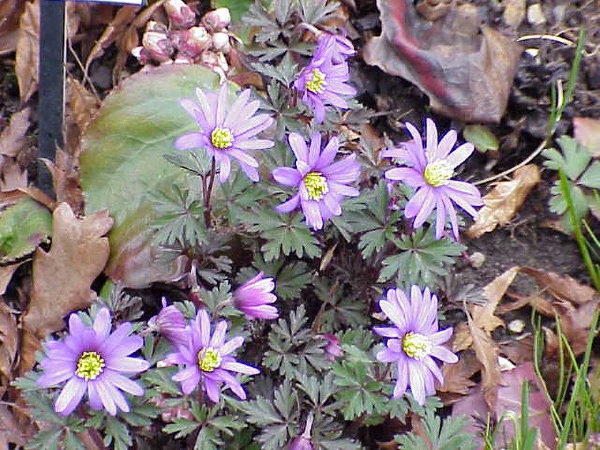 fleurs à l'aspect de marguerites mauves au coeur vert jaune