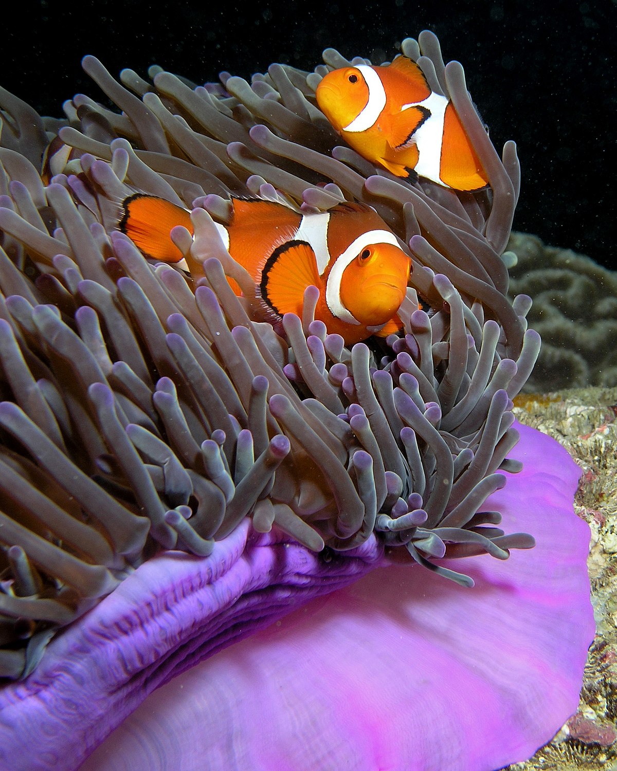 Poisson-clown