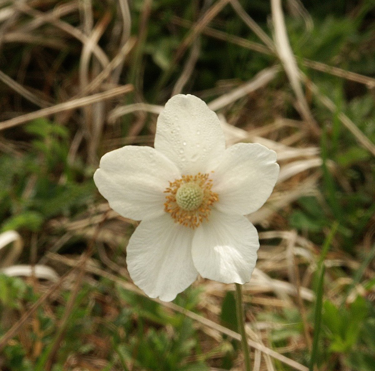 Fleur d'anémone sauvage