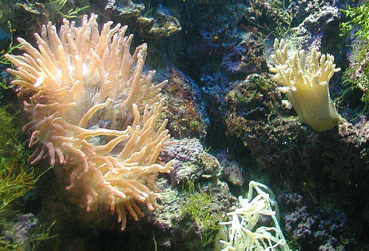 Metazoa