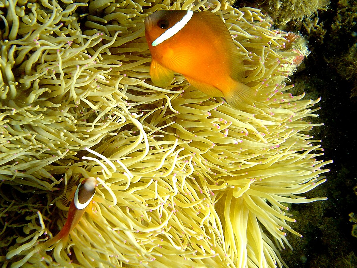 Amphiprion frenatus