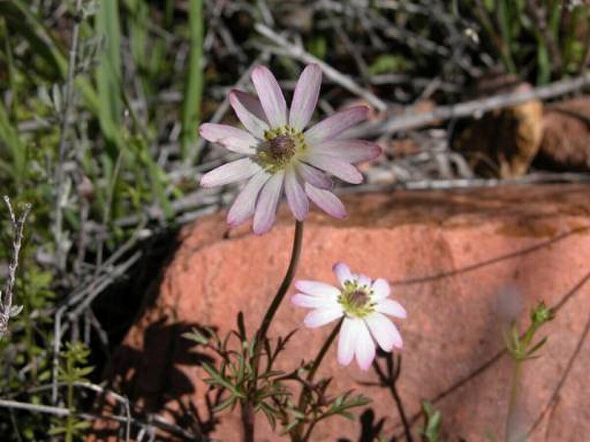 Anemone tuberosa
