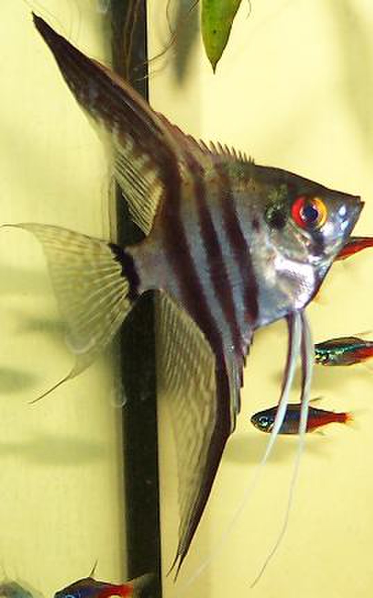 Pterophyllum