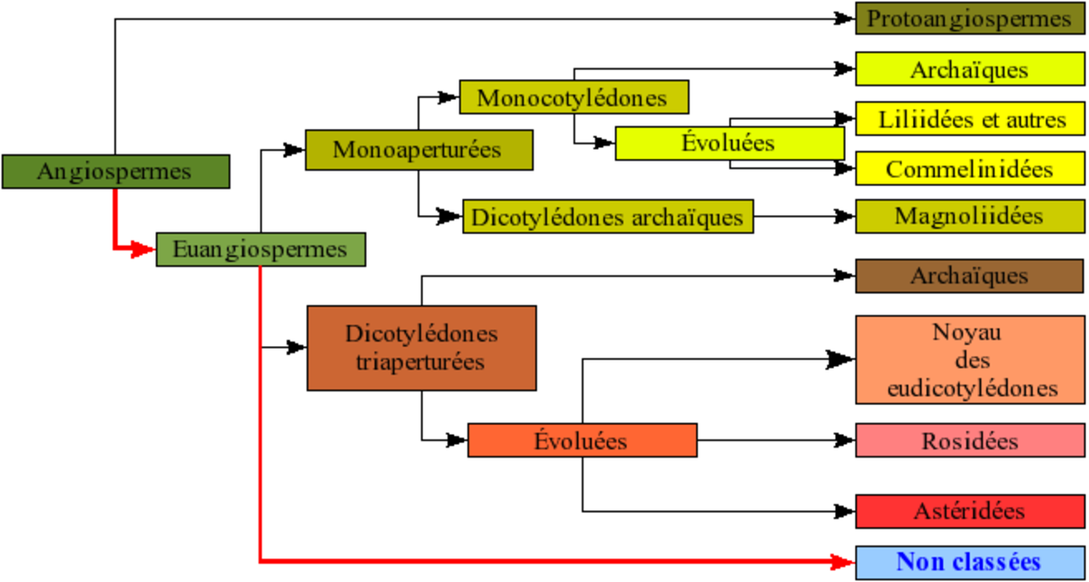 Angiospermes arbre10.png