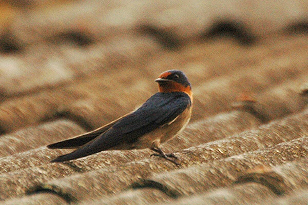 Hirondelle d'Angola