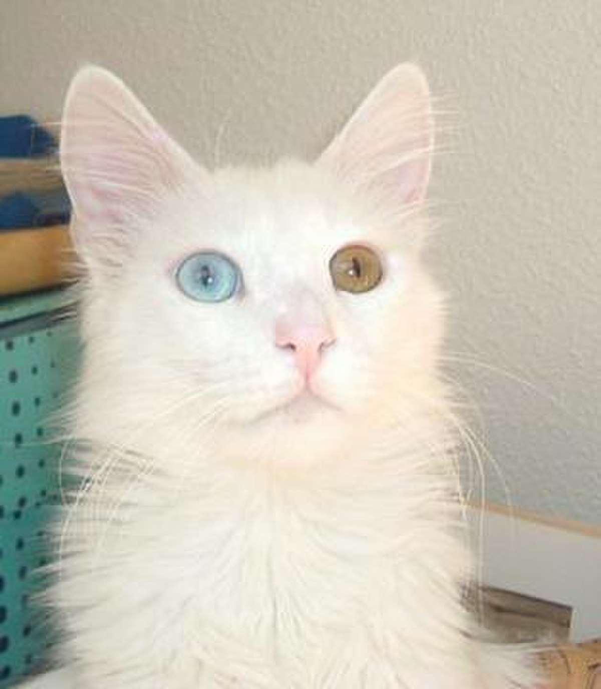 Angora turc