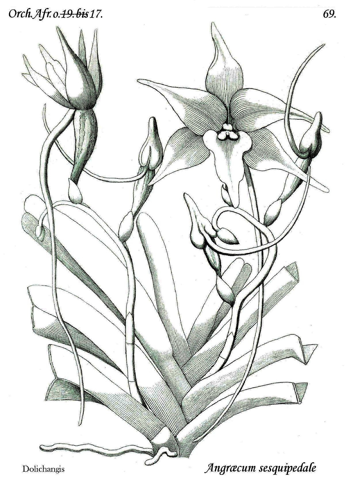 Angraecum sesquipedale