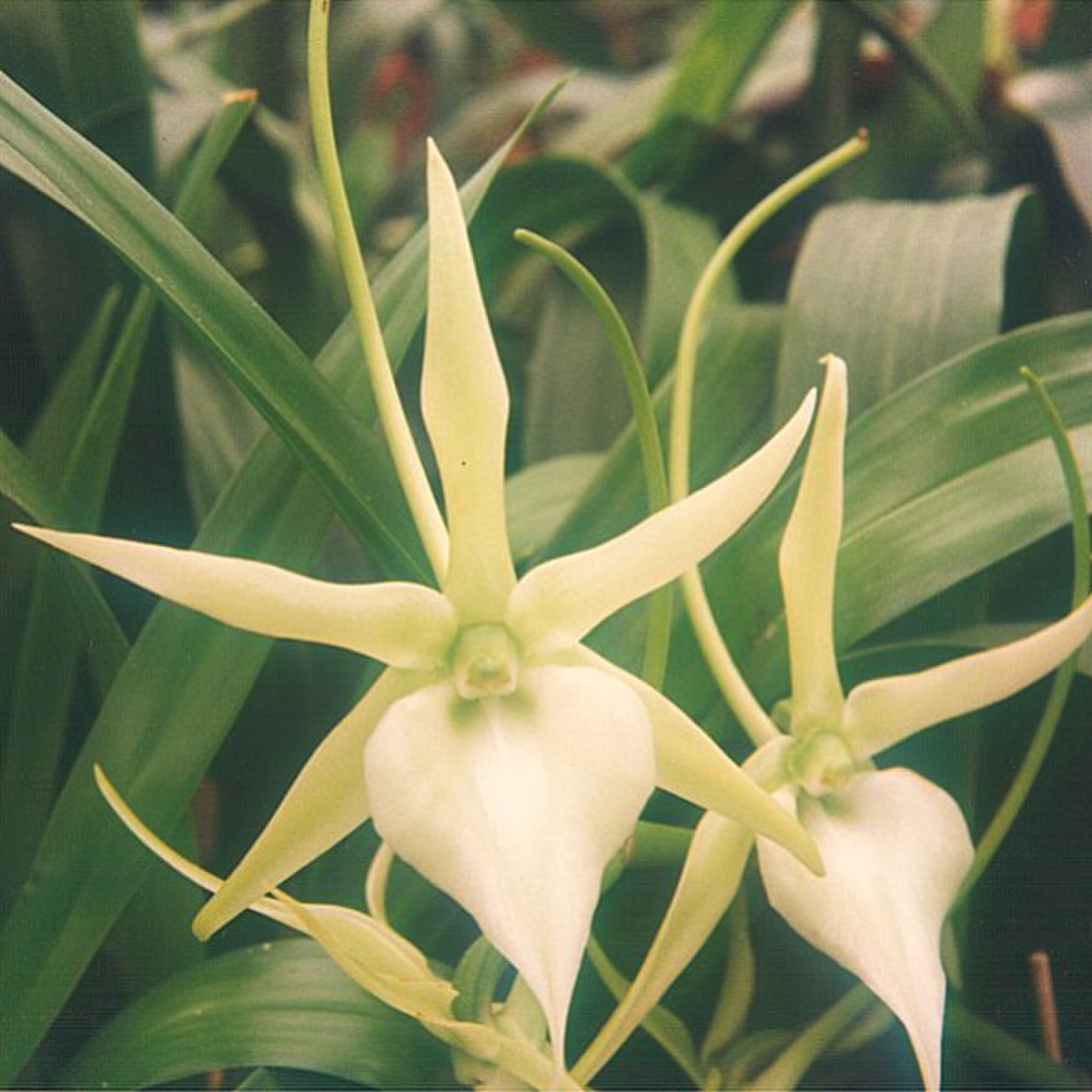 Angraecum