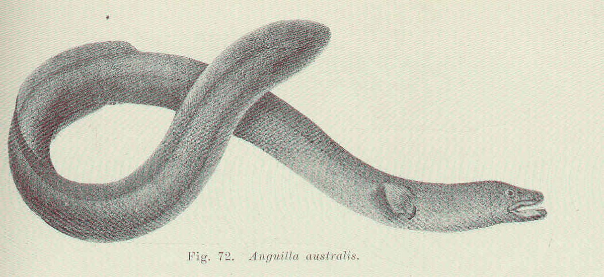 Anguilla australis