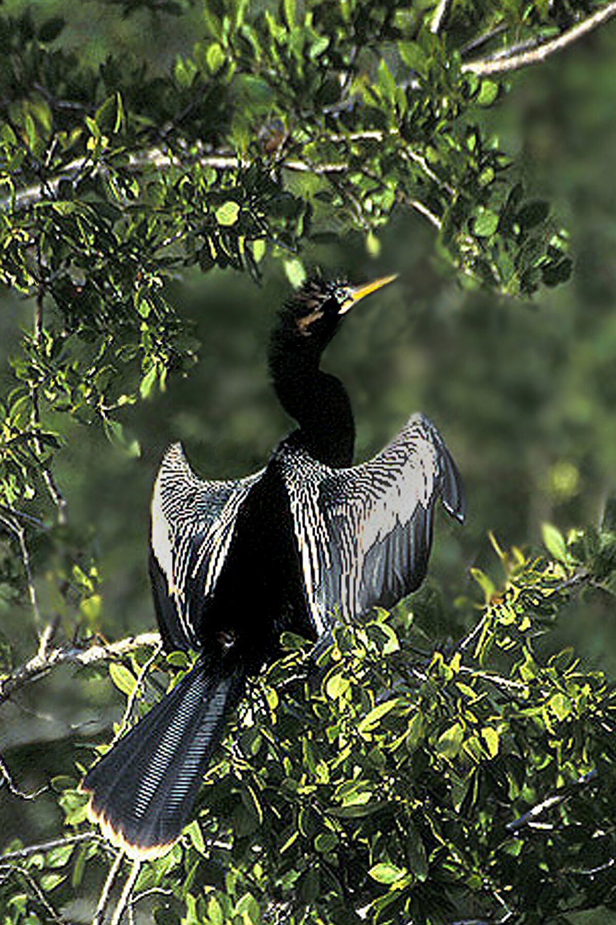 Anhinga d'Amérique